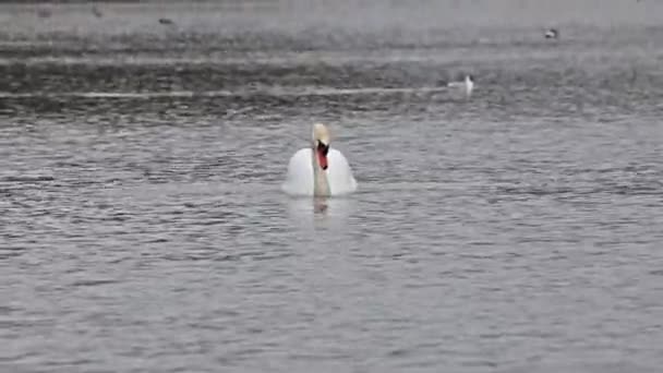 Mute Swan Cygnus Olor Adalah Spesies Angsa Dan Anggota Famili — Stok Video