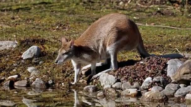 Wallaby Ágil Macropus Agilis También Conocido Como Wallaby Arenoso Una — Vídeos de Stock