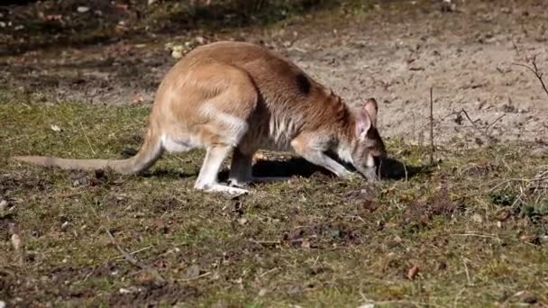 Wallaby Ágil Macropus Agilis También Conocido Como Wallaby Arenoso Una — Vídeos de Stock