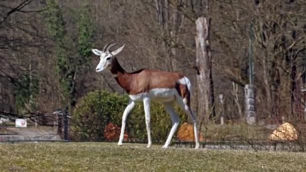 Dama Gazelle Gazella Dama Mhorr Mhorr Gazelle Una Specie Gazzella — Video Stock