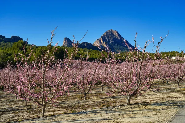 Peach blossom in Cieza La Torre. Photography of a blossoming of peach trees in Cieza in the Murcia region. Peach, plum and nectarine trees. Spain