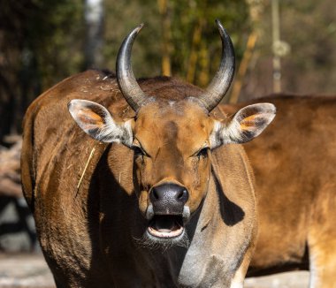 Banteng, Bos javanicus ya da Red Bull vahşi bir sığır türüdür ama sığır ve bizondan farklı olan temel özellikler vardır: hem erkek hem de dişilerde beyaz bant tabanı..