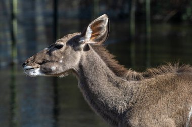 Taurotragus antilobu olarak da bilinen antilop, Doğu ve Güney Afrika 'da bulunan bir bozkır ve antiloptur..