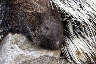 Hint armalı kirpi (