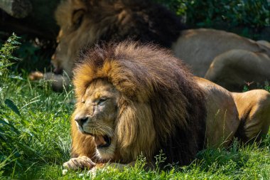 Aslan, Panthera leo, Panthera cinsindeki dört büyük kediden biridir ve Felidae familyasının bir üyesidir..