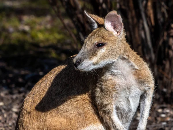 Macropus Agilis También Conocido Como Wallaby Arenoso Una Especie Wallaby — Foto de Stock