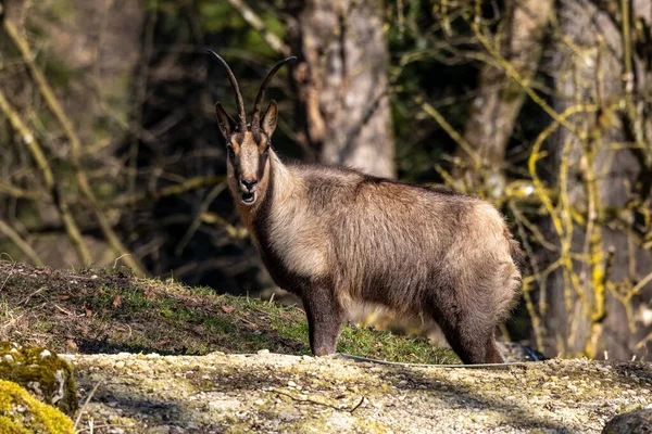 アペニン シャモア Rupicapra Pyrenaica Ornata イタリアのアブルッツォ ラツィオ モリーゼ国立公園とスペインのピレネー山脈に住んでいます — ストック写真