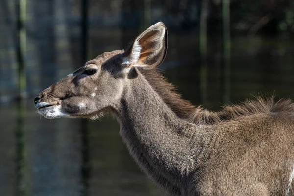 Common Eland Taurotragus Oryx Also Known Southern Eland Eland Antelope — Stock Photo, Image