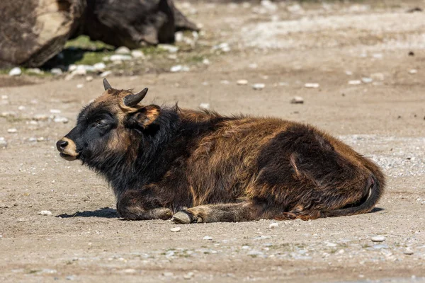 Bovino Heck Bos Primigenius Taurus Afirmó Parecerse Los Auroquios Extintos — Foto de Stock