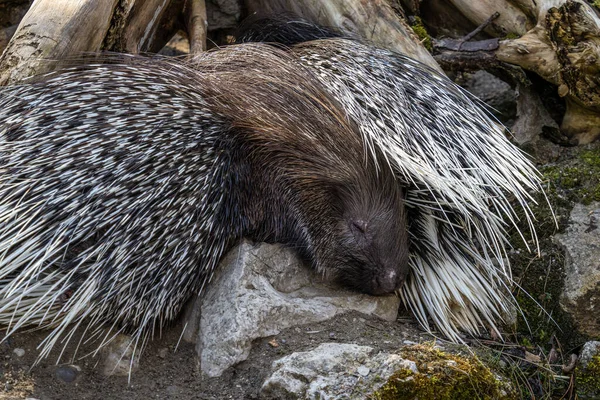 Hystrix Indica Est Une Espèce Rongeur Hystricomorphe Famille Des Hystricidae — Photo