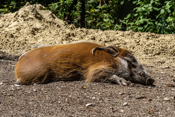 レッド川の豚 Potamochoerus ブッシュ豚として知られる この豚は地下の食べ物を見つけるために臭いの鋭い感覚を持っています — ストック写真