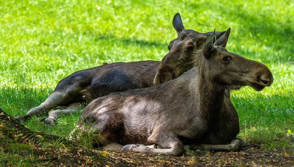 European Moose Alces Alces Ook Bekend Als Eland Wilde Dieren — Stockfoto