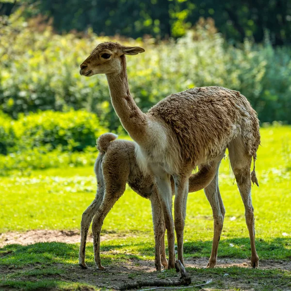 Vicunas Vicugna Vicugna Příbuzní Lamy Kteří Žijí Vysokých Alpských Oblastech — Stock fotografie