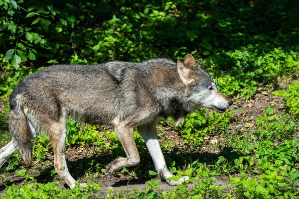 Canis Lupus 也被称为灰狼或木材狼 是原产于欧亚和北美荒野和偏远地区的一种犬种 — 图库照片