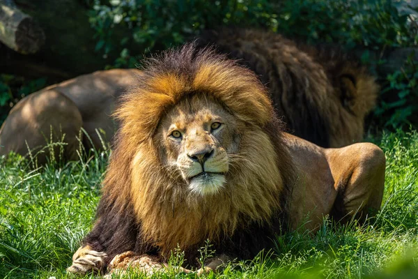 Lion Panthera Leo One Four Big Cats Genus Panthera Member — Stock Photo, Image