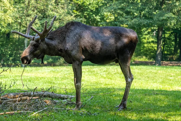 European Moose Alces Alces Also Known Elk Wild Life Animal — Stock Photo, Image