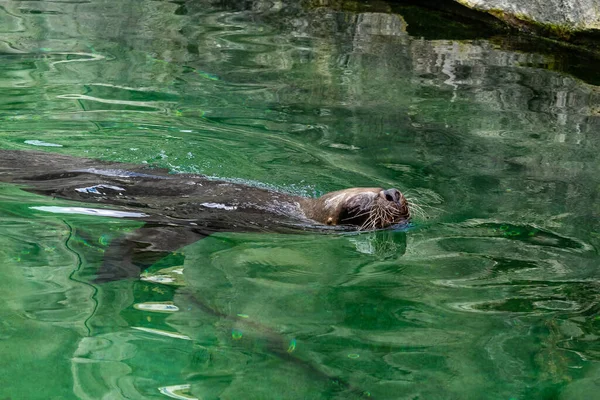 León Marino Sudamericano Otaria Flavescens Anteriormente Otaria Byronia También Llamado — Foto de Stock