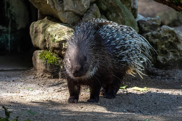 포큐파인 Indian Crested Porcupine Hystrix Indica Indian Porcupine 구세계 속하는 — 스톡 사진