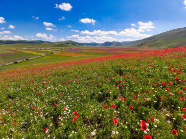 Castelluccio di Norcia 'da gelincikler ve çiçek açan mercimek, ulusal park sibillini dağları, İtalya, Avrupa
