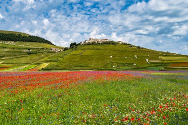 Castelluccio di Norcia 'da gelincikler ve çiçek açan mercimek, ulusal park sibillini dağları, İtalya, Avrupa