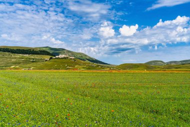 Castelluccio di Norcia 'da gelincikler ve çiçek açan mercimek, ulusal park sibillini dağları, İtalya, Avrupa