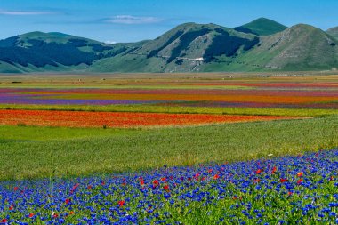 Castelluccio di Norcia 'da gelincikler ve çiçek açan mercimek, ulusal park sibillini dağları, İtalya, Avrupa