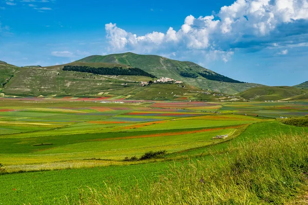 Castelluccio di Norcia 'da gelincikler ve çiçek açan mercimek, ulusal park sibillini dağları, İtalya, Avrupa