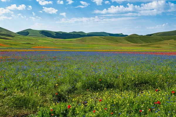 Lentil Flowering Poppies Cornflowers Castelluccio Norcia National Park Sibillini Mountains — Stock Photo, Image