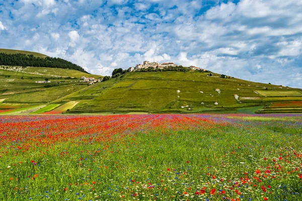 Floraison Lentilles Avec Coquelicots Bleuets Castelluccio Norcia Parc National Des — Photo