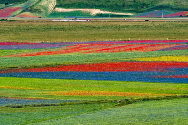 Mákos Lencsevirág Búzavirág Castelluccio Norciában Nemzeti Park Sibillini Hegyek Olaszország — Stock Fotó