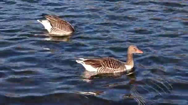 Χήνα Greylag Anser Anser Είναι Ένα Είδος Μεγάλης Χήνας Στην — Αρχείο Βίντεο