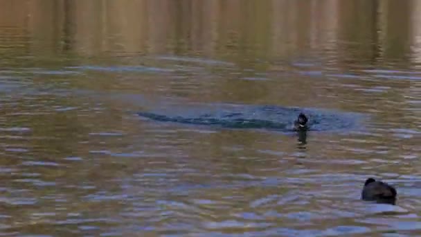 Canard Colvert Canard Sauvage Anas Platyrhynchos Est Canard Barboteur Qui — Video