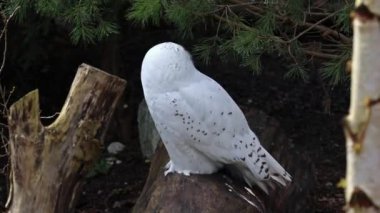 Karlı baykuş, Bubo skandiacus, Strigidae ailesinin kuşu. Sarı gözlü.
