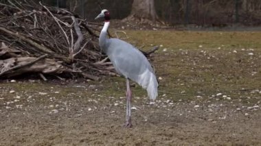 Sarus vinci, Grus antigone Hindistan 'ın Güneydoğu Asya ve Avustralya' nın bazı bölgelerinde bulunan büyük bir göçmen olmayan turnadır.. 