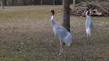 Sarus vinci, Grus antigone Hindistan 'ın Güneydoğu Asya ve Avustralya' nın bazı bölgelerinde bulunan büyük bir göçmen olmayan turnadır.. 