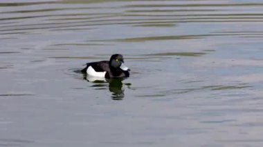 Tufted duck, Aythya fuligula, Almanya 'nın Münih kentindeki İngiliz Bahçesi' nde Kleinhesseloher Gölü 'nde yüzen küçük bir ördek.