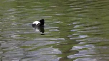 Tufted duck, Aythya fuligula, Almanya 'nın Münih kentindeki İngiliz Bahçesi' nde Kleinhesseloher Gölü 'nde yüzen küçük bir ördek.