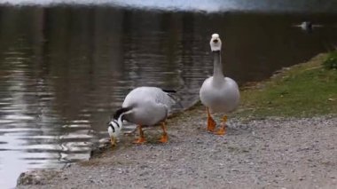 Çubuk başlı kaz Anser indicus, Orta Asya 'da, Güney Asya' daki dağ gölleri ve kışlarda Hindistan yarımadasının güneyine kadar uzanan kolonilerde yaşayan bir kaz türüdür. İngiliz Bahçesi, Münih, Almanya 'da görüldü.