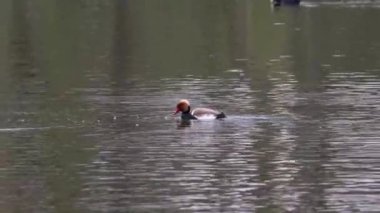 Kırmızı ibikli Pochard, Netta rufina büyük bir dalış ördeğidir..