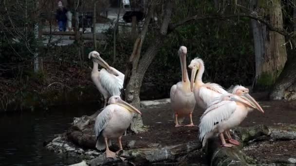 Grande Pelicano Branco Pelecanus Onocrotalus Também Conhecido Como Pelicano Rosado — Vídeo de Stock