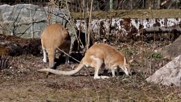 Wallaby Ágil Macropus Agilis También Conocido Como Wallaby Arenoso Una — Vídeos de Stock