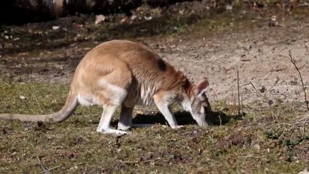 Macropus Agilis Também Conhecido Como Wallaby Arenoso Uma Espécie Wallaby — Vídeo de Stock