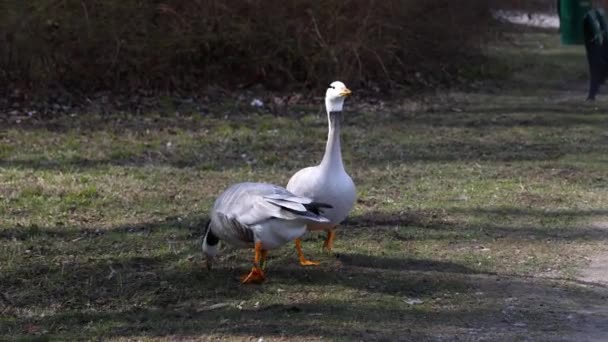 アンサー Anser 中央アジアの何千もの山の湖や南アジアの冬のコロニーで繁殖するガチョウで 半島部のインドまで南にあります ドイツ ミュンヘンのイングリッシュ ガーデンで見られる — ストック動画