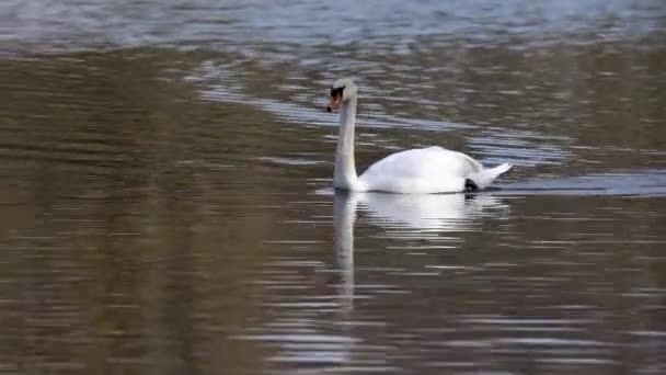 Den Stumma Svanen Cygnus Olor Svansart Och Medlem Sjöfågelfamiljen Anatidae — Stockvideo