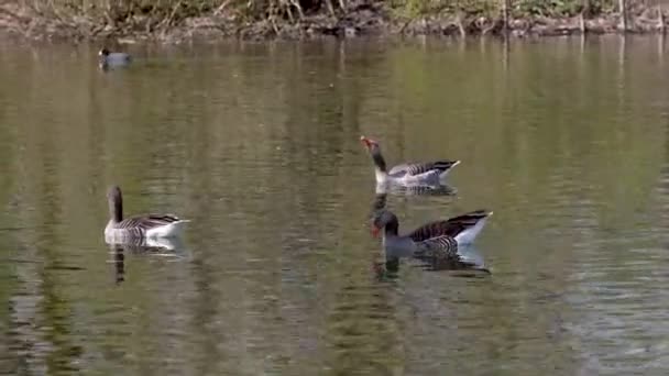 Die Graugans Anser Anser Ist Eine Große Gänseart Aus Der — Stockvideo