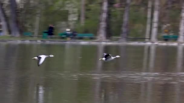 Oie Tête Barrée Anser Indicus Est Une Oie Qui Reproduit — Video