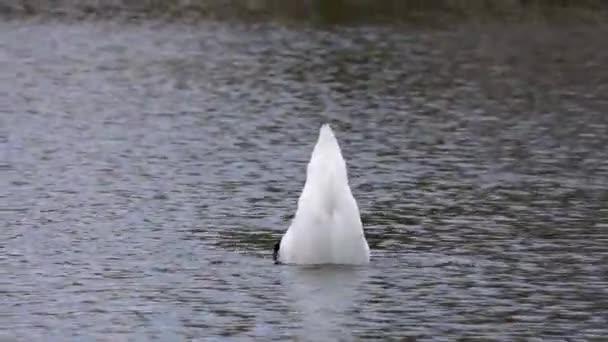 Mute Swan Cygnus Olor 백조의 일종이며 Anatidae 일종이다 호수에서 헤엄치고 — 비디오
