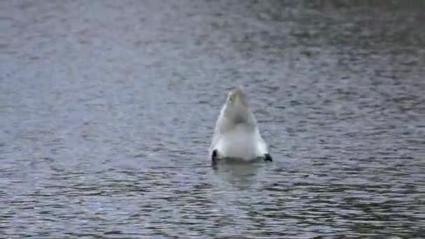 Mute Swan Cygnus Olor 백조의 일종이며 Anatidae 일종이다 호수에서 헤엄치고 — 비디오