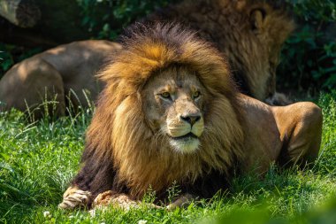 Aslan, Panthera leo, Panthera cinsindeki dört büyük kediden biridir ve Felidae familyasının bir üyesidir..