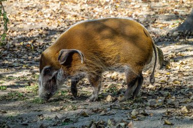 Kızıl nehir domuzu, Potamochoerus porcus, ayrıca çalı domuzu olarak da bilinir. Bu domuzun yer altında yiyecek bulmak için keskin bir koku alma duyusu var..